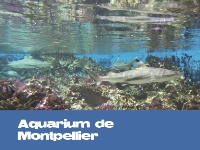 Aquarium de Montpellier